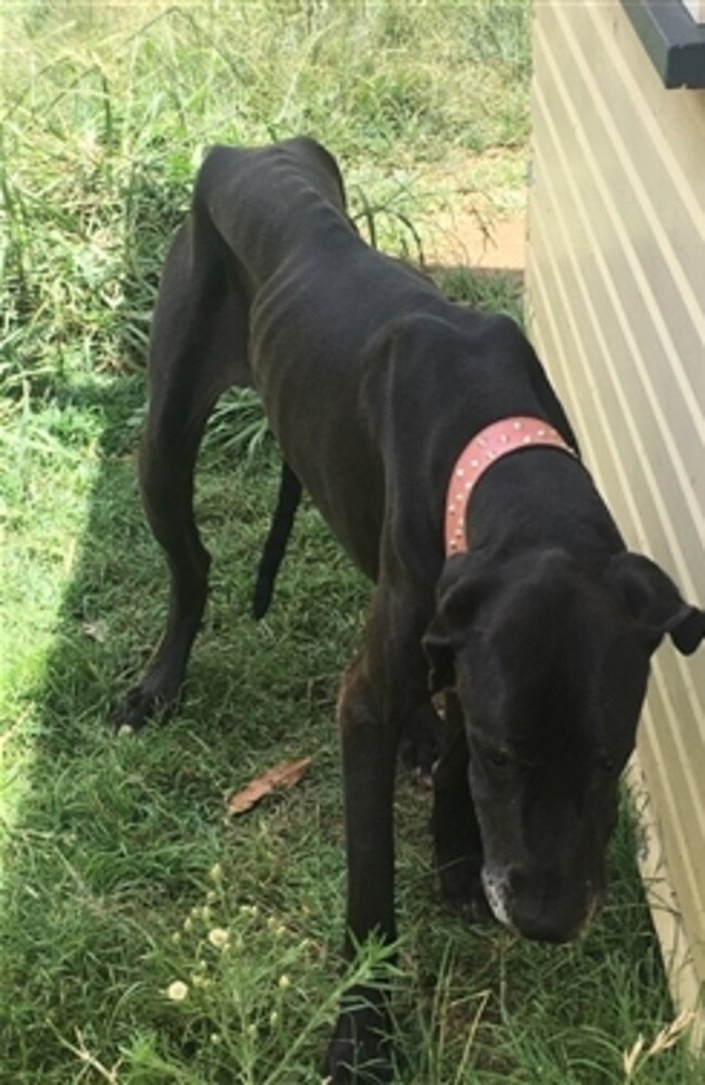 Brighid the Great Dane after being in the care of Caboolture man Luke William Yeardye, 24, for about four months. Picture: Supplied