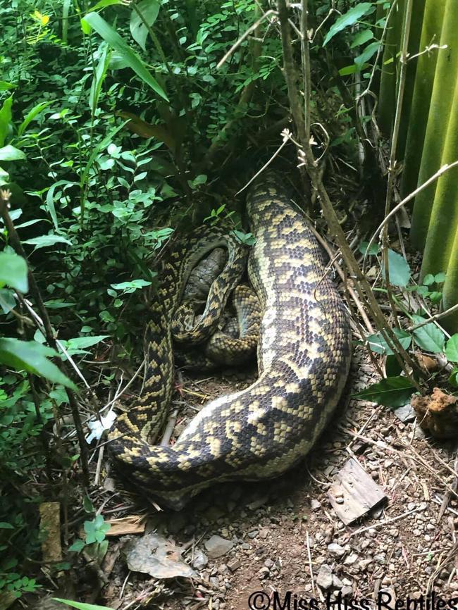 A large scrub python that has just eaten a pet cat in Kuranda in January. Picture: Miss Hiss Reptiles.