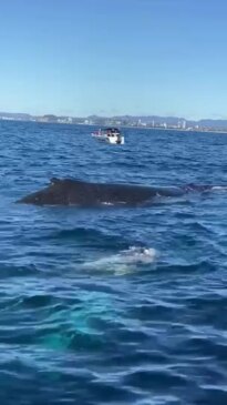 Sea World Cruises Whale Watching Tour. Video: Chelsea Vendy 