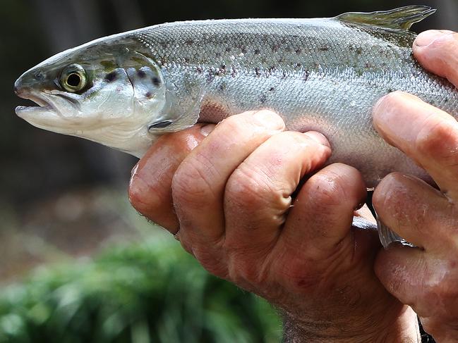 KEEP AN EYE OUT: Salmon industry offers a long-term source of regional employment. Picture: CHRIS KIDD