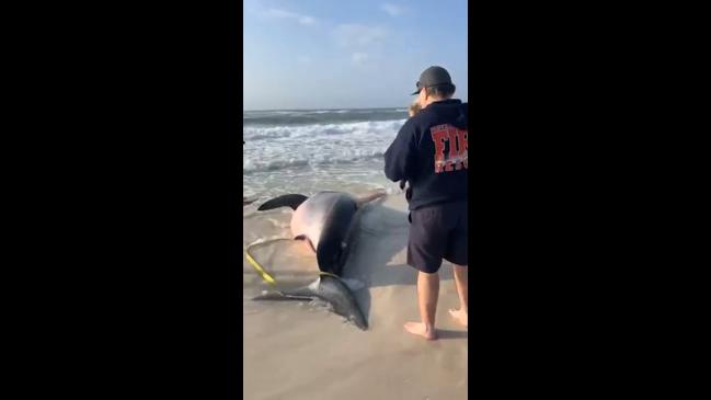 Gran tiburón blanco preñado apareció en la playa