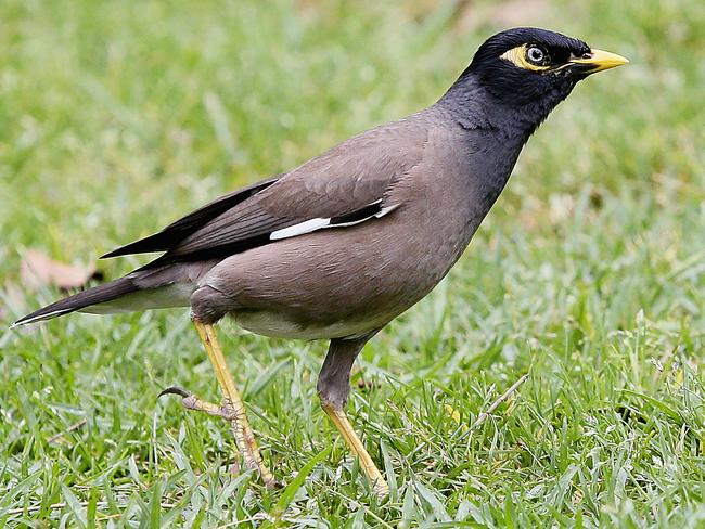 Indian mynas could be Australia’s most despised birds.