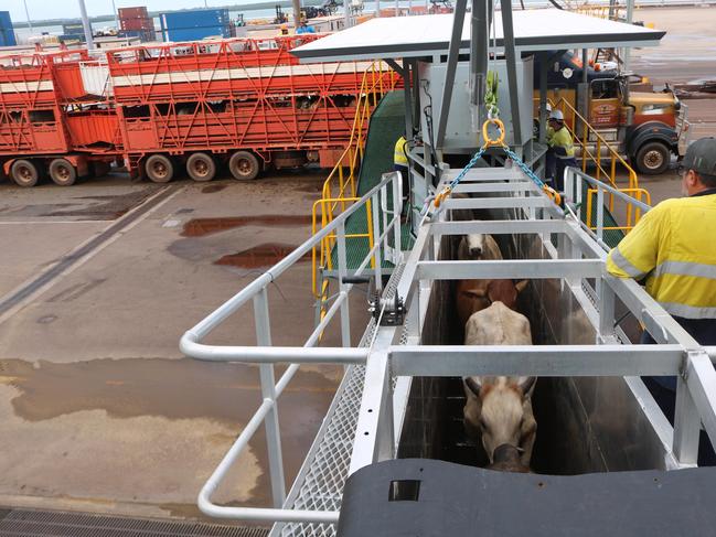 Four-on-the-floor – An innovative new ramp design is improving livestock export outcomes at Darwin Port.