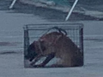 Local resident Kelly took this photo of a Mirvac security contractor's dog in a tiny cage on site on Monday evening.