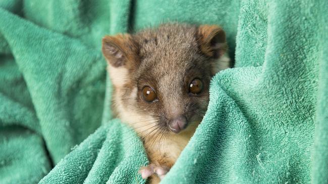 Playful possum on the mend | Herald Sun