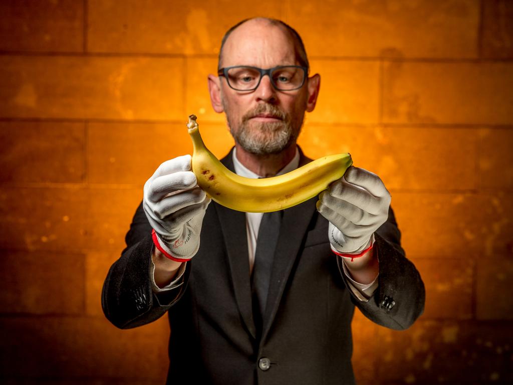 National Gallery of Victoria contemporary art, design and architecture senior curator Ewan McEoin handles the Comedian banana in preparation for the NGV Triennial 2023. The work was on display from 3 December 2023 until 7 April. Picture: Tim Carrafa