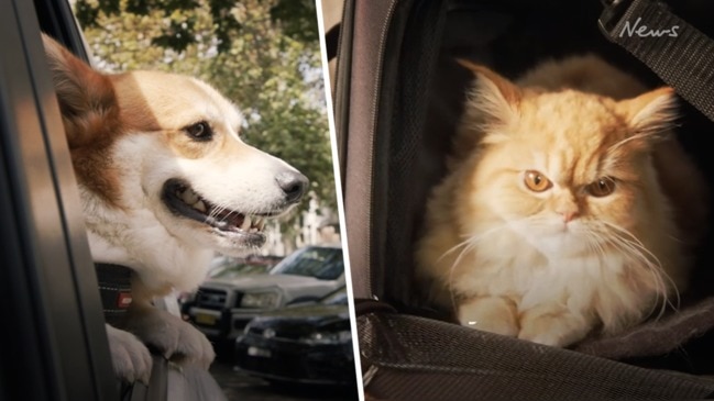 Uber launches new Uber Pet service