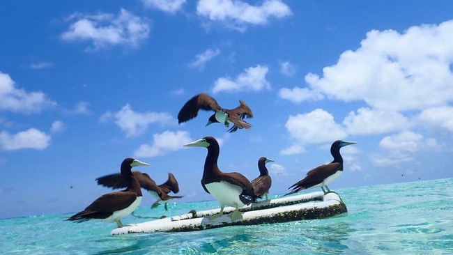 Michaelmas Cay is an important breeding area for Great Barrier Reef sea birds.