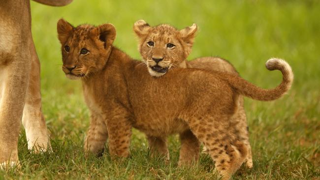 Mogo Wildlife Park lion cubs Duke (in front) and Kion. Picture: Jonathan Ng