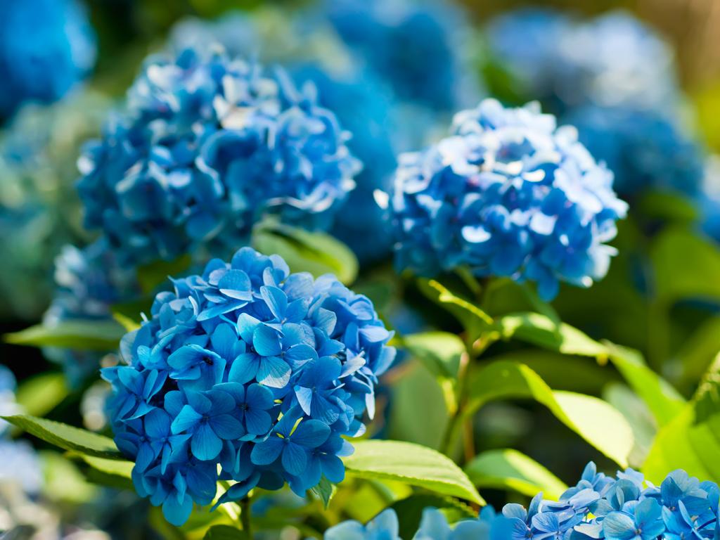 Many blue hydrangea flowers growing in the garden, floral background