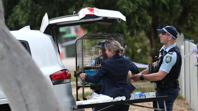 Chapman Pde Faulconbridge, where Police continue to investigate after the bodies of two boys were found by their father on Tuesday afternoon. Picture by Max Mason-Hubers