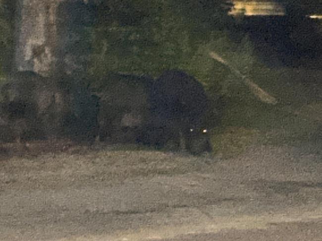 The man said the feral pigs did not seem scared of him or nearby dogs. Picture: Supplied.