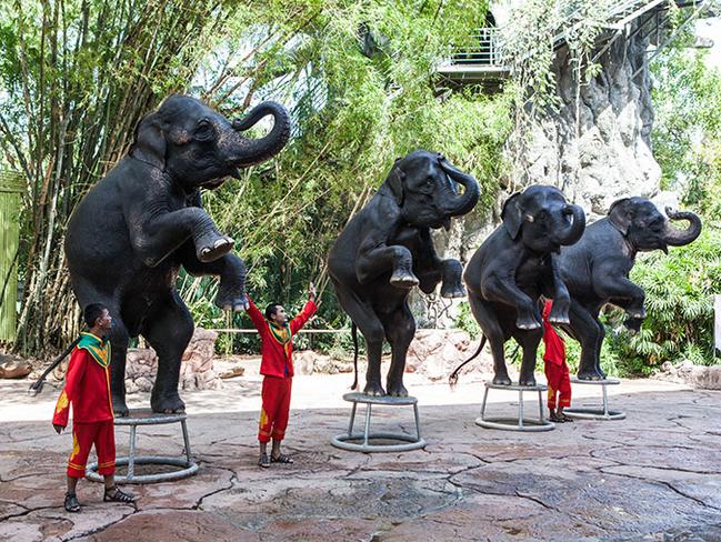 Elephants used for entertainment at a venue in Thailand. Picture: World Animal Protection