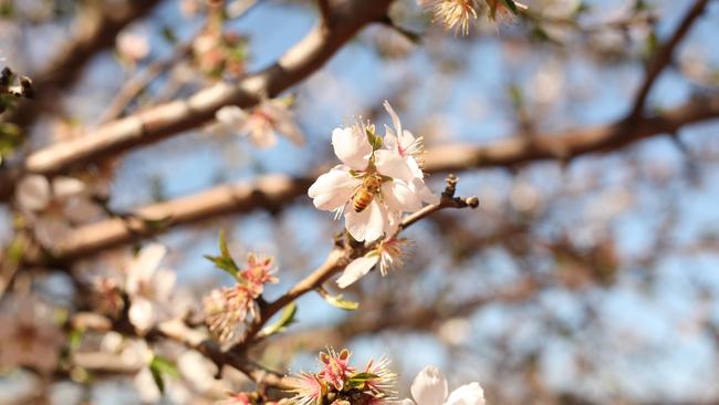A bee pollinates almond blossoms at a Select Harvests almond orchard in Euston, NSW. Photo: Else Kennedy