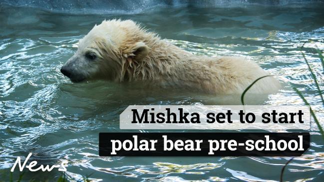 Mishka set to start Polar bear pre-school