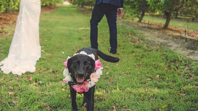 A DOG&#39;S LIFE: Amy and Tristian Wright adopted Echo and decided to make her part of their recent wedding ceremony.