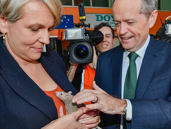 Shorten was NOT a fan of this rat. Picture: Jason Edwards