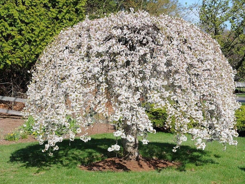 A weeping cherry tree.