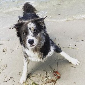 Gold Coast's cutest dogs: Zeus. Submitted by Carys Hughes.