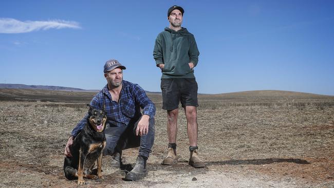 Bute farming brothers Alex and Josh Gill on their property. Picture: Sarah Reed.