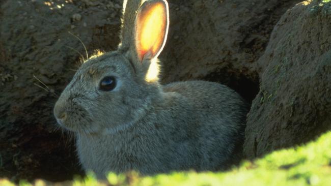 Rabbit plague: Carrots to be laced with biological Korean virus to cull ...