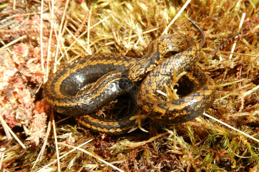 New Species Of Snake Found In Peru Named After Harrison Ford | Gold ...