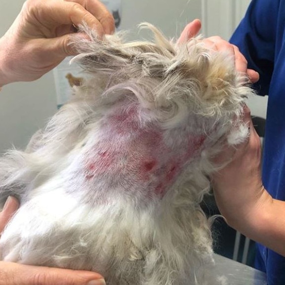 Wounds on the dog's neck.