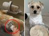‘Brilliant’ gadget solves ‘anxious’ pet issue