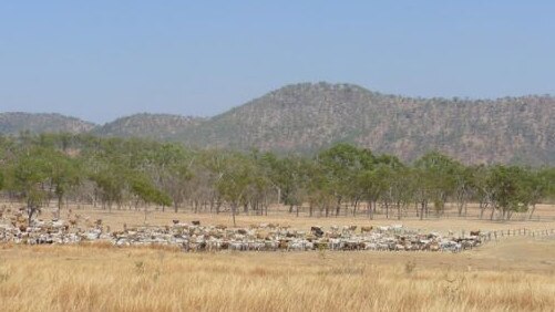 Bellevue Station and Nychum Station are being offered for sale by former Australian Agriculture Company chairman Nick Burton-Taylor.