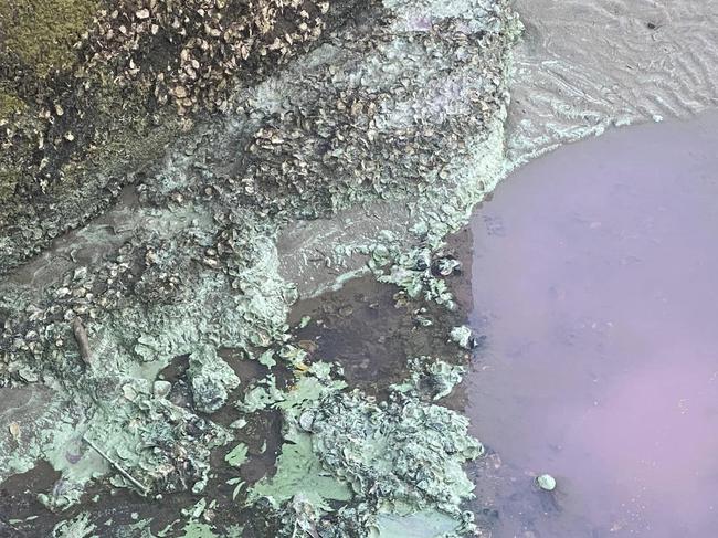 Some people believed the algae was coral spawn or pollution. Picture: Scott and Simone Barker