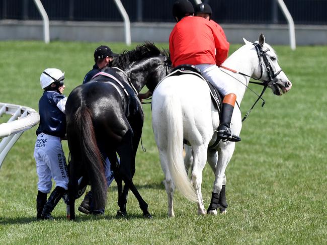 Jockey Aiden O'Brien on The CliffsofMoher is assisted by a race steward after the horse was injured during race 7 the Lexus Melbourne Cup, as part of the Melbourne Cup Carnival, at Flemington Racecourse in Melbourne, Tuesday, November 6, 2018. (AAP Image/Dan Himbrechts) NO ARCHIVING, EDITORIAL USE ONLY