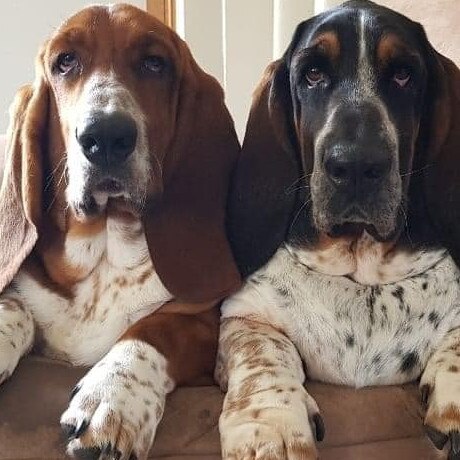 Tassie's Pawfect Pairs | Natasha Clare: Bertie and Basil