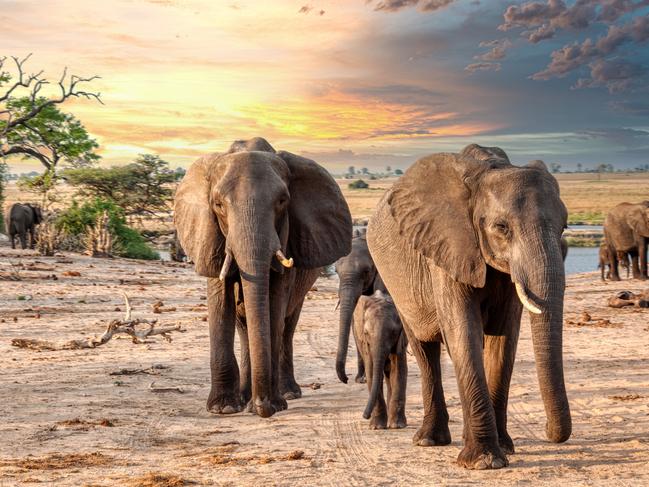 elephant family in the bush at sunset, Chobe BotswanaEscape 23 February 2025HotlistPhoto - iStock