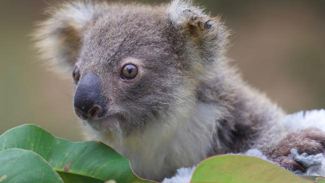 ‘Rogue entity’: forestry corp slammed after koala breach