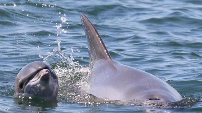 Port River dolphin Oriana with her calf CK who have both died this year. Picture: Marianna Boorman