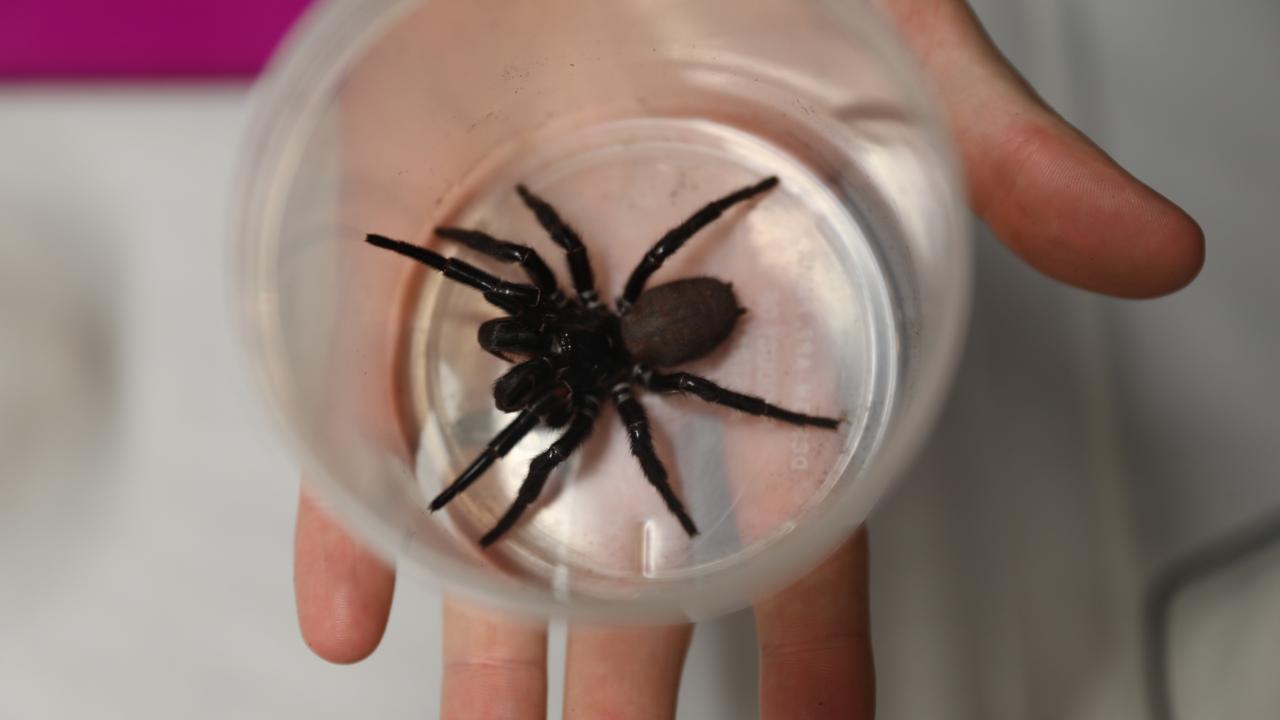 Australian Reptile Park captured its largest funnel-web spider last month. Picture: Australian Reptile Park