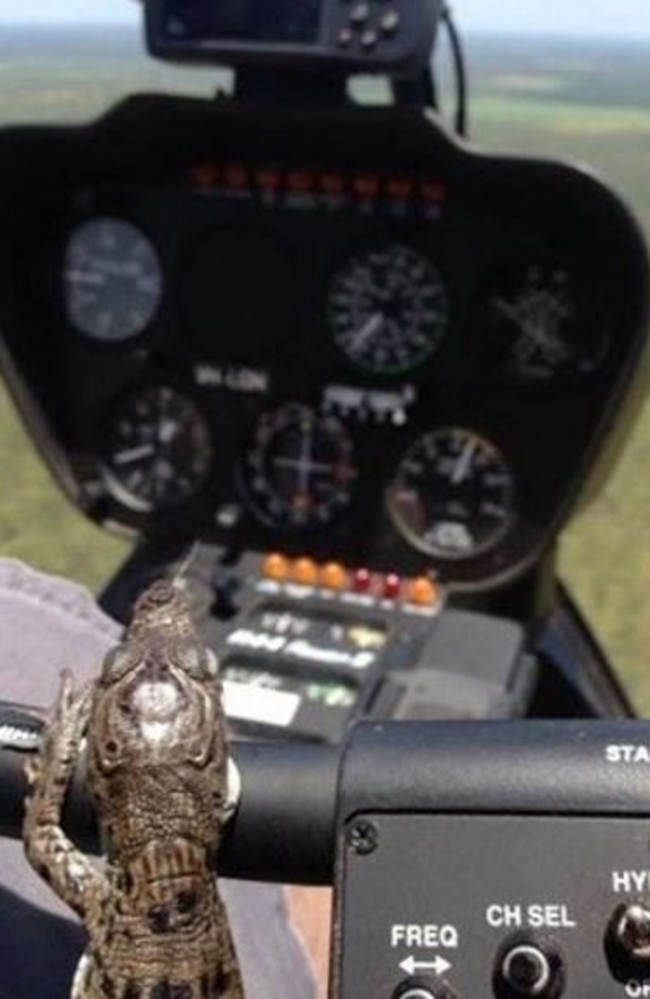 Chris Wilson shared a photo of a baby saltwater crocodile that hatched in a helicopter. Picture: Chris Willow