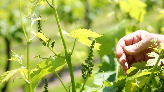 Farm Mag: Dal Zotto prosecco. The Dal Zotto family pioneered the prosecco grape and wine variety in The King Valley in North East Victoria after Otto started planting the vines brought in from his native Italy. Otto among the first rows of prosecco ever planted in Australia Picture: ANDY ROGERS