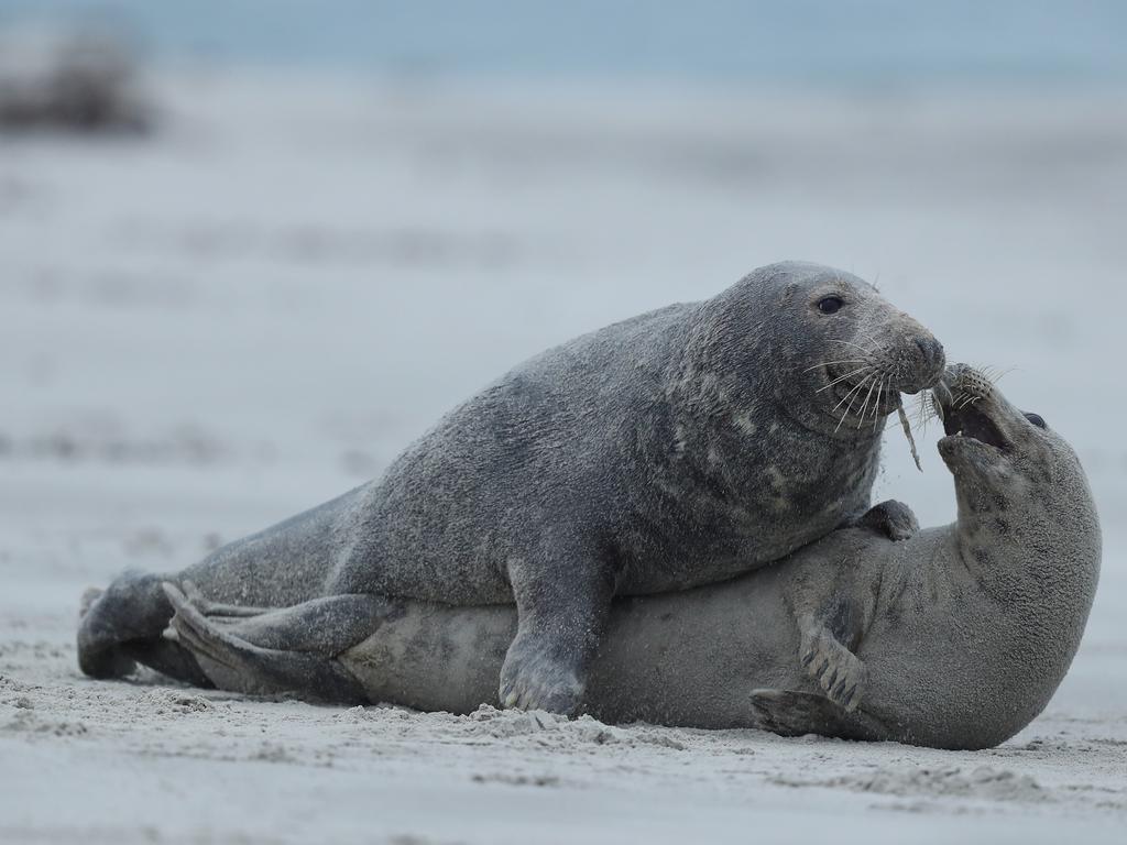 Atlantic grey seals could also be impacted. Picture: Getty Images