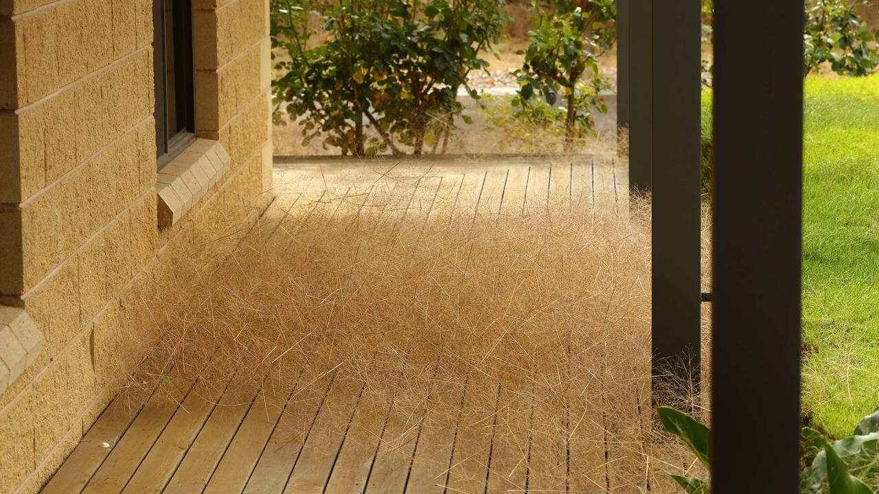 The dried plants are everywhere. Picture: Alison Wynd