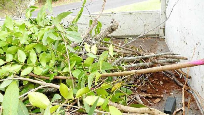 CUT DOWN: Trees removed by the council from the park in Remnant Dr, Clunes. Picture: Contributed