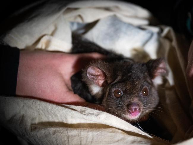 The greater glider was last year uplisted by the federal government. Picture: WWF-Australia / Oliver Risi