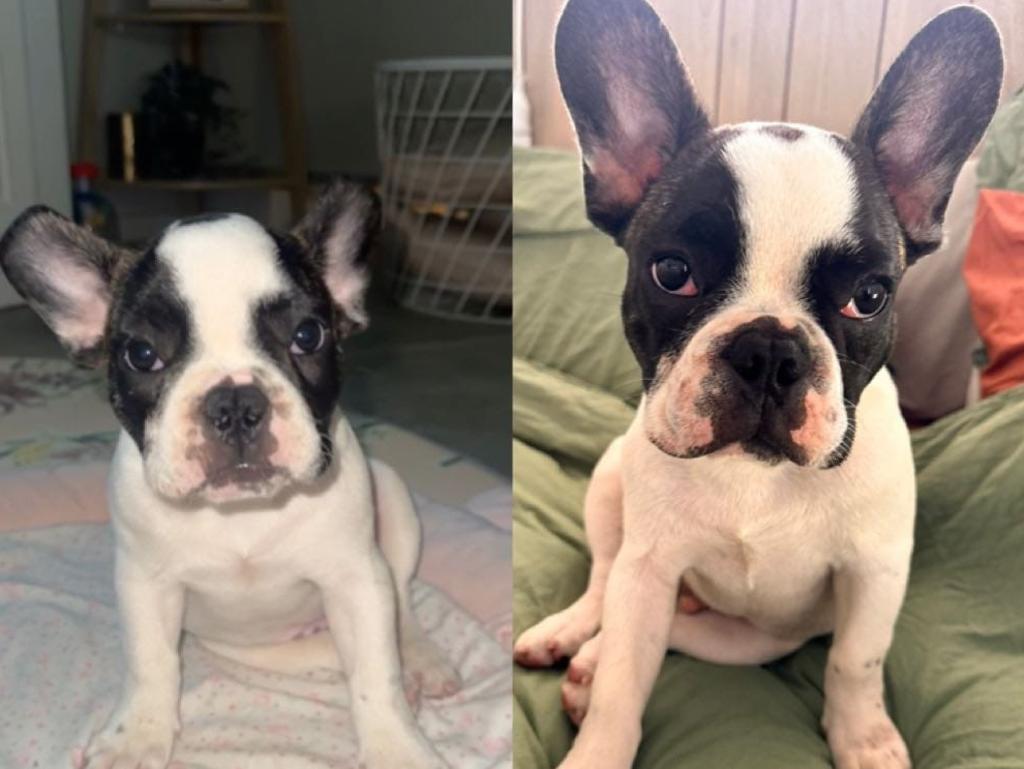 Kaos: Cindy Rawlings' 4 month old French Bulldog