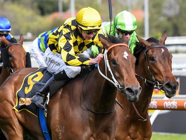 Yearning ridden by Damien Thornton wins the Schweppes Thousand Guineas at Caulfield Racecourse on October 13, 2021 in Caulfield, Australia. (Pat Scala/Racing Photos via Getty Images)