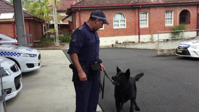 Police Dog Ken farewelled after stellar career