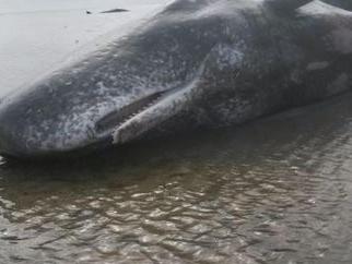 Sperm whales haven’t been seen at the Yorke Peninsula for a quarter of a century.