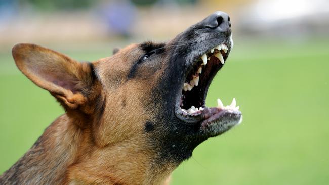 Mark Ehrman says dogs won’t typically won’t attack for no reason.