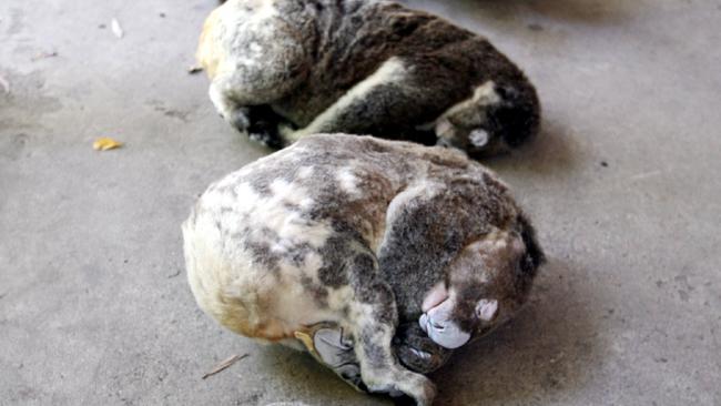 As development continues on the Gold Coast the koala population is on the verge of being wiped out. Dead koalas pictured at Currumbin Wildlife Sanctuary.