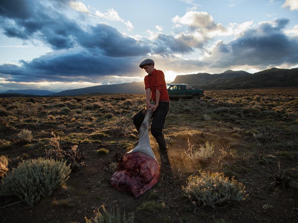 Image Name: Nothing goes to waste Photographer Name: Eduardo Minte Year: 2018 Image Description: A young man carries a mare leg after cutting it off the animal. The mare died of natural causes and the meat will serve as food for the working dogs of the Estancia. I shot it last February on an estancia at Última Esperanza province, Magallanes region. Copyright: Eduardo Minte, Chile, Commended, Open Culture and Winner, Chile National Award. Picture: Sony World Photography Awards/ Eduardo Minte