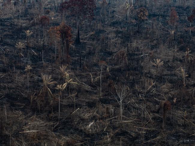 Burntout area in the Jamanxim National Forest. Picture: AFP